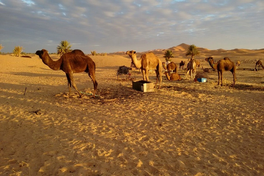 2 Days Desert Trip Errachidia to Merzouga